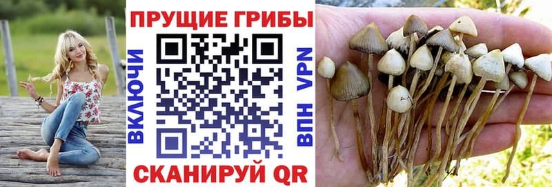 KRAKEN ССЫЛКА  Юрьев-Польский  Галлюциногенные грибы Magic Shrooms 